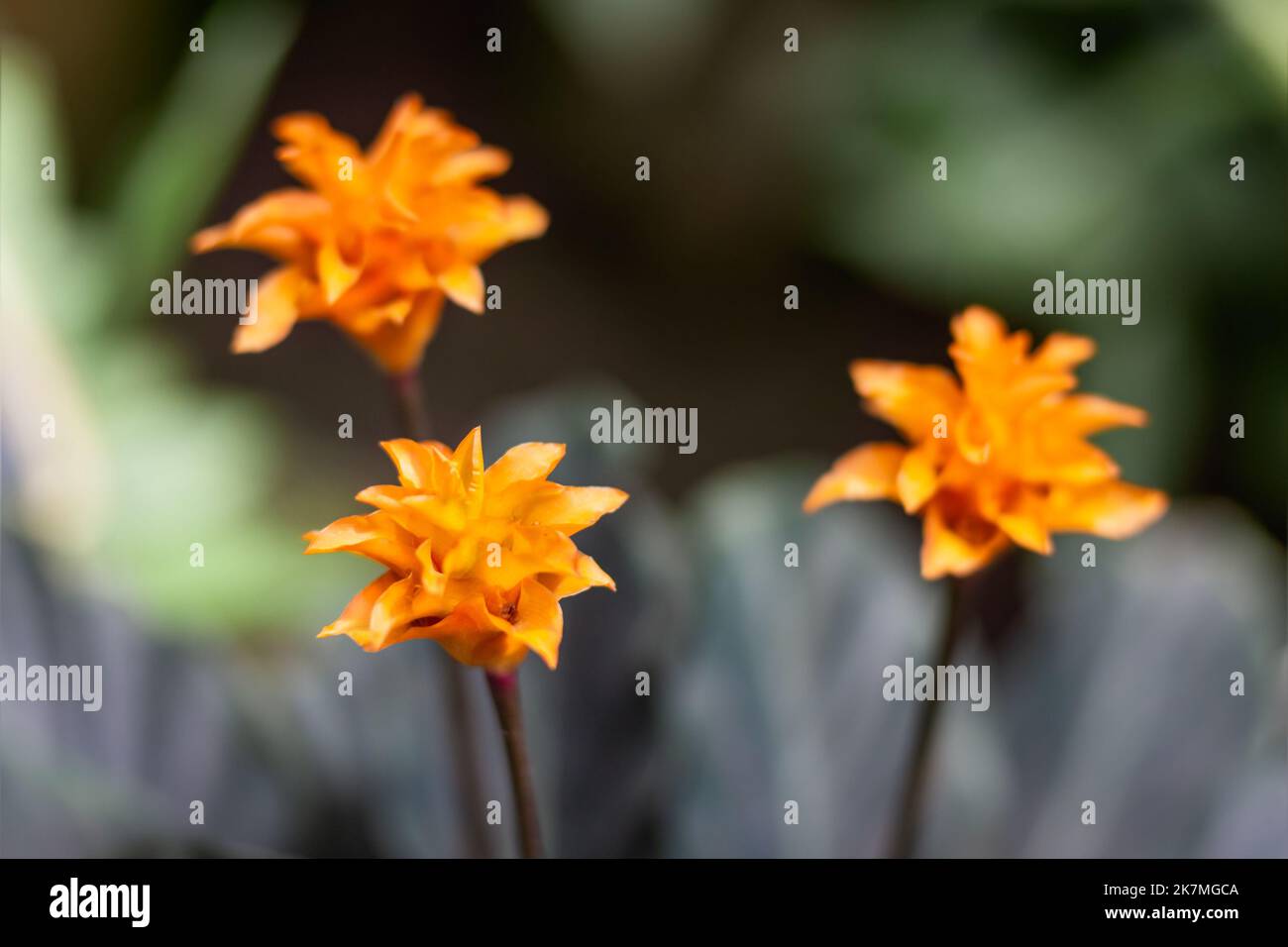 Goeppertia crocata or Calathea crocata, the saffron-coloured calathea. Beautiful orange flower with green leaves. Stock Photo