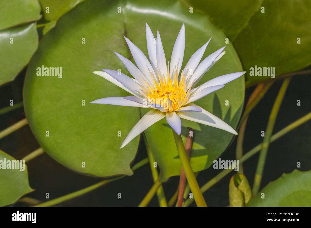 Egyptian lotus blue lotus nile hi-res stock photography and images - Alamy