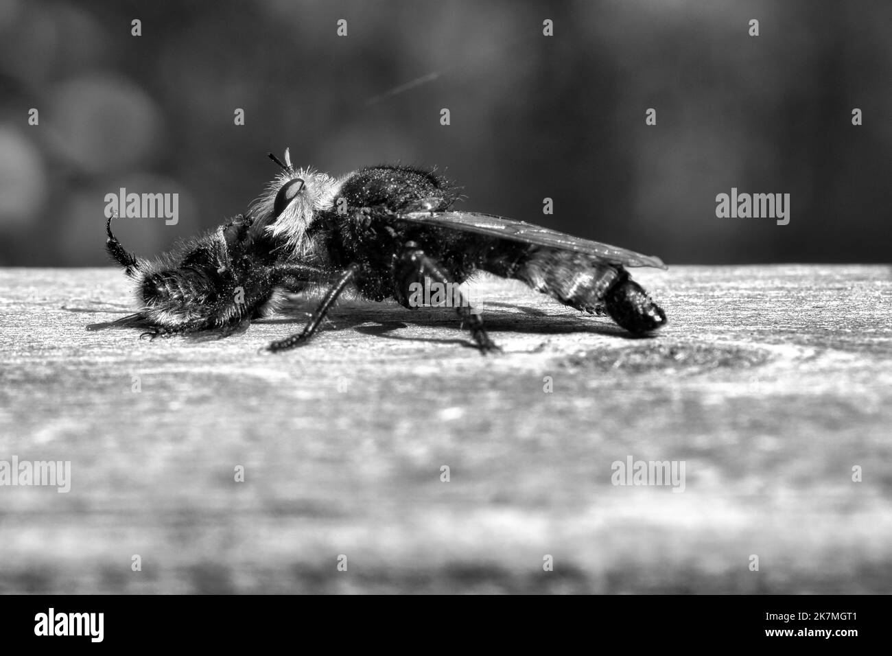 Yellow murder fly or yellow robber fly as black and white image with a bumblebee as prey. The insect is sucked out by the hunter. Yellow black hairs c Stock Photo