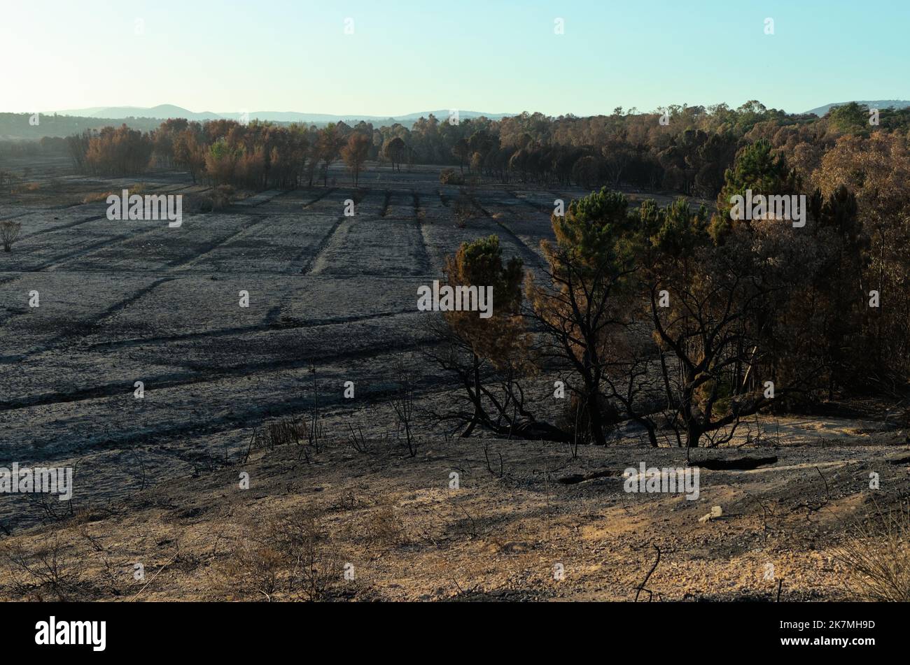 Aftermath of the wildfire of July 2022 in Ludo, Ria Formosa Natural Reserve. A Fire that spread to Quinta do Lago affecting it severely. Algarve, Portugal Stock Photo