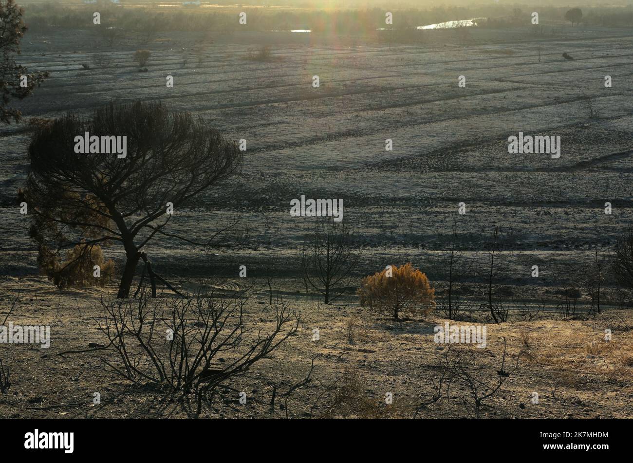 Aftermath of the wildfire of July 2022 in Ludo, Ria Formosa Natural