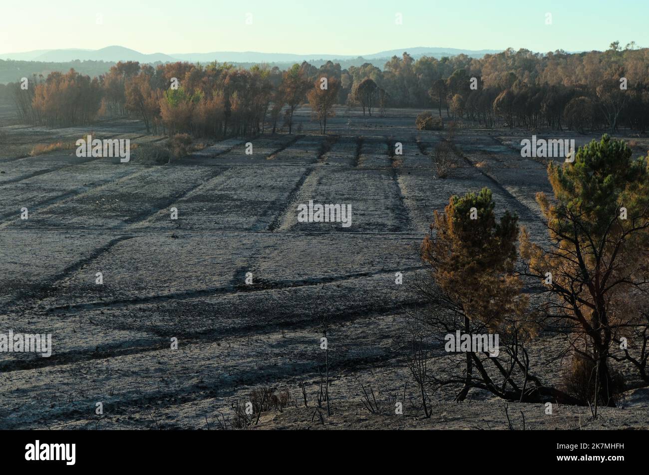 Aftermath of the wildfire of July 2022 in Ludo, Ria Formosa Natural