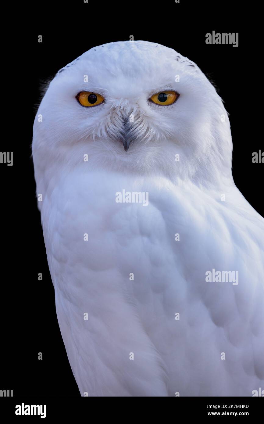 Snowy owl with a black background, Bubo scandiacus Stock Photo - Alamy