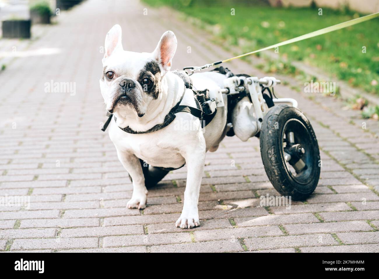 Dog with disabilities on a walk. Disabled french bulldog walking in