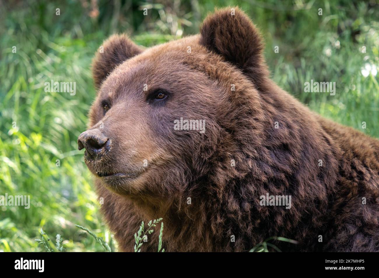 Kamchatka bear in the grass (Ursus arctos beringianus Stock Photo - Alamy