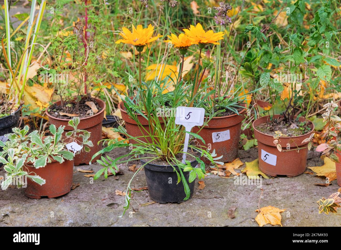 Garden store with flowers. Decorative potted plants are for sale. Bushes and plants in pots in local market. Stock Photo