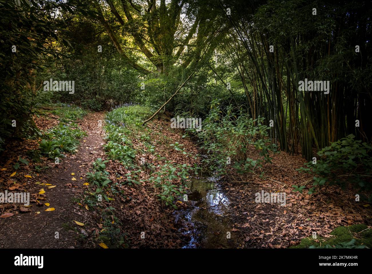 The wild sub-tropical Penjjick Garden in Cornwall.  Penjerrick Garden is recognised as Cornwalls true jungle garden in England in the UK. Stock Photo