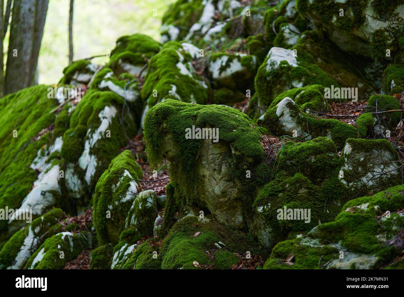 Enchanted forest, with stones, boulders and trees covered in vibrant ...