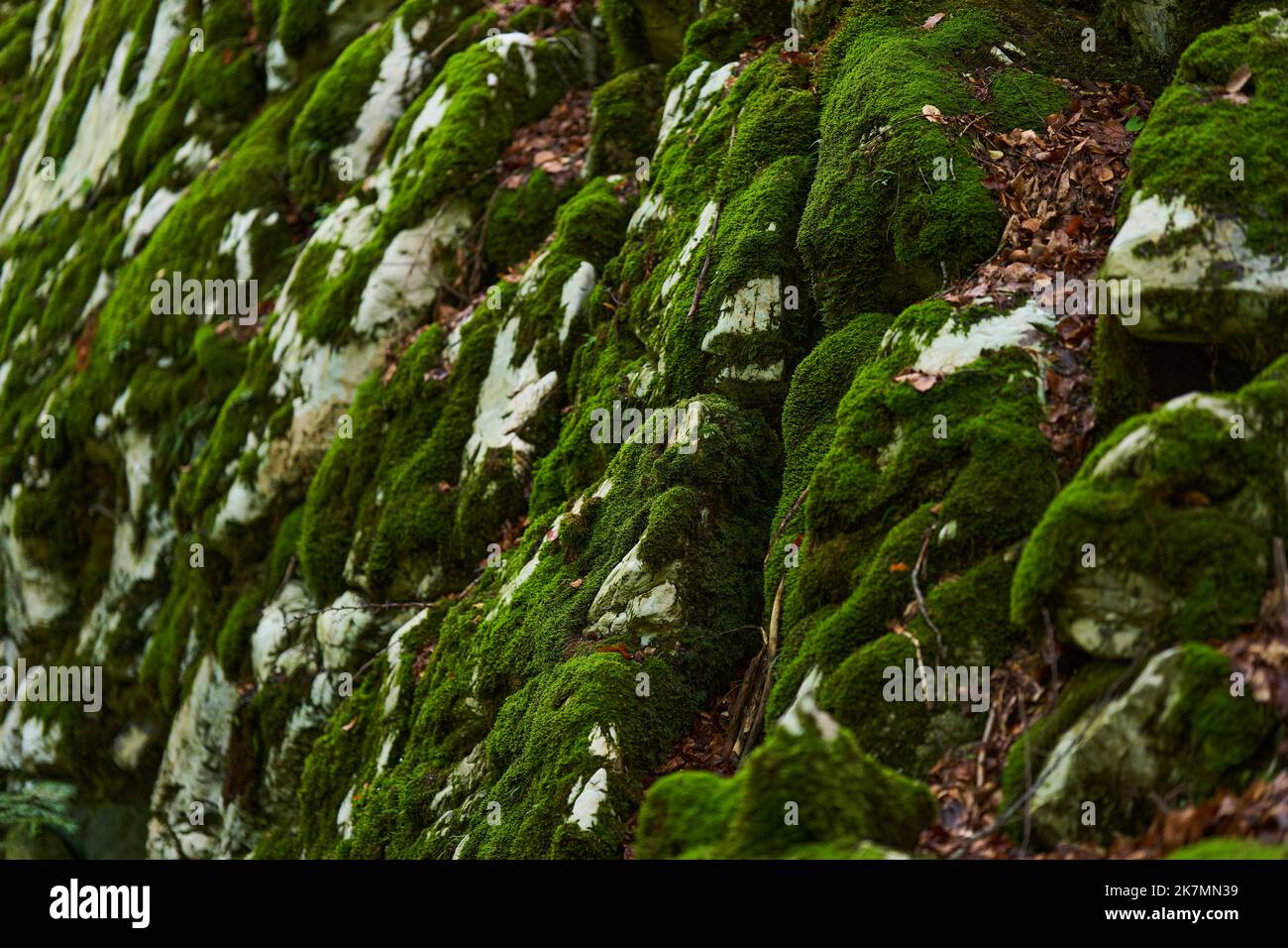 Enchanted forest, with stones, boulders and trees covered in vibrant ...