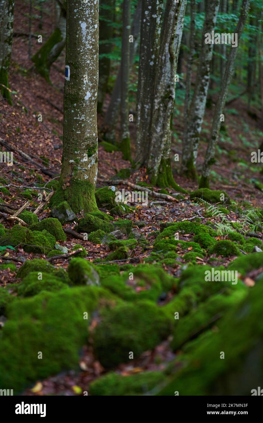 Enchanted forest, with stones, boulders and trees covered in vibrant ...