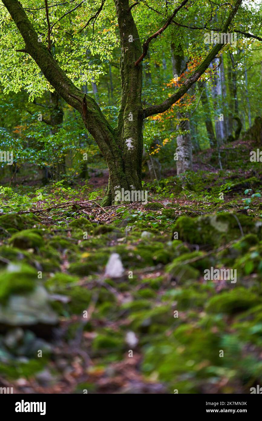 Enchanted forest, with stones, boulders and trees covered in vibrant ...