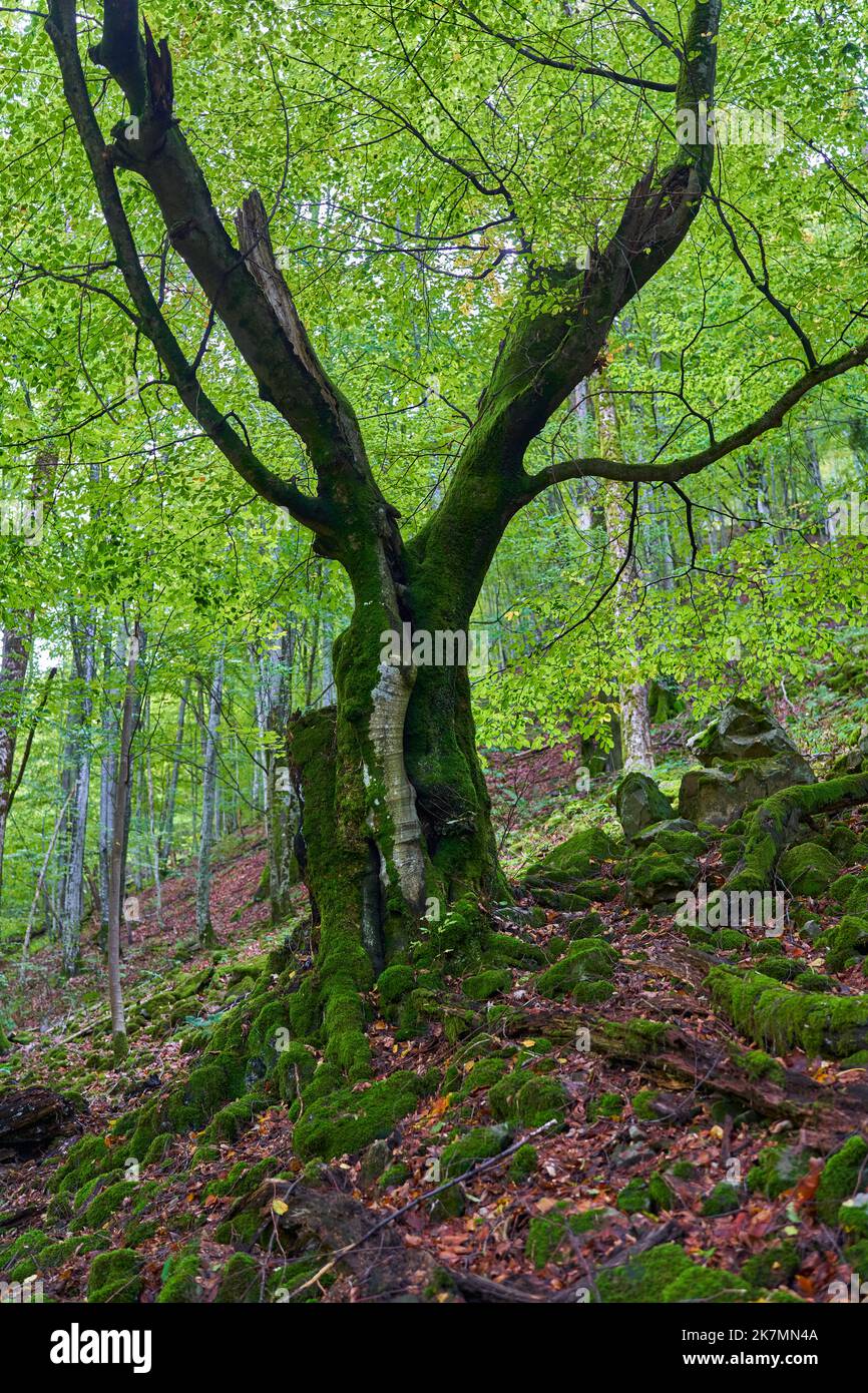 Beech tree and moss covered stones hi-res stock photography and images ...