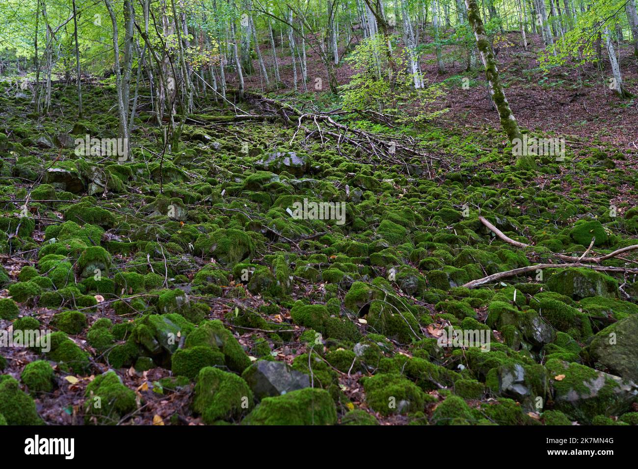 Enchanted forest, with stones, boulders and trees covered in vibrant ...