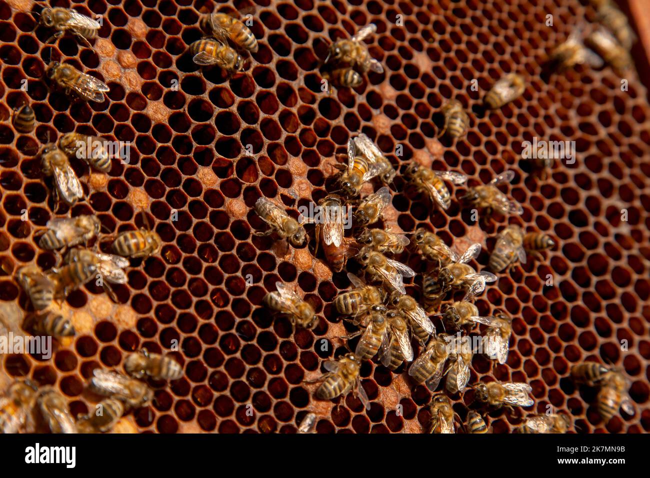 Bee queen in beehive. Queen bee in a beehive laying eggs supported by