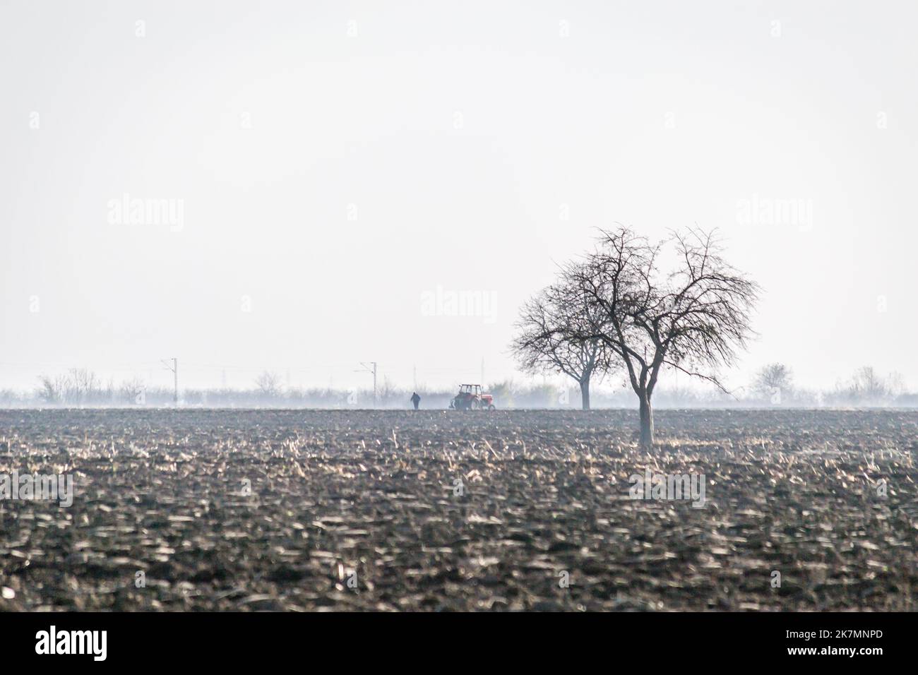 a lonely tree without leaves on a plowed field Stock Photo - Alamy