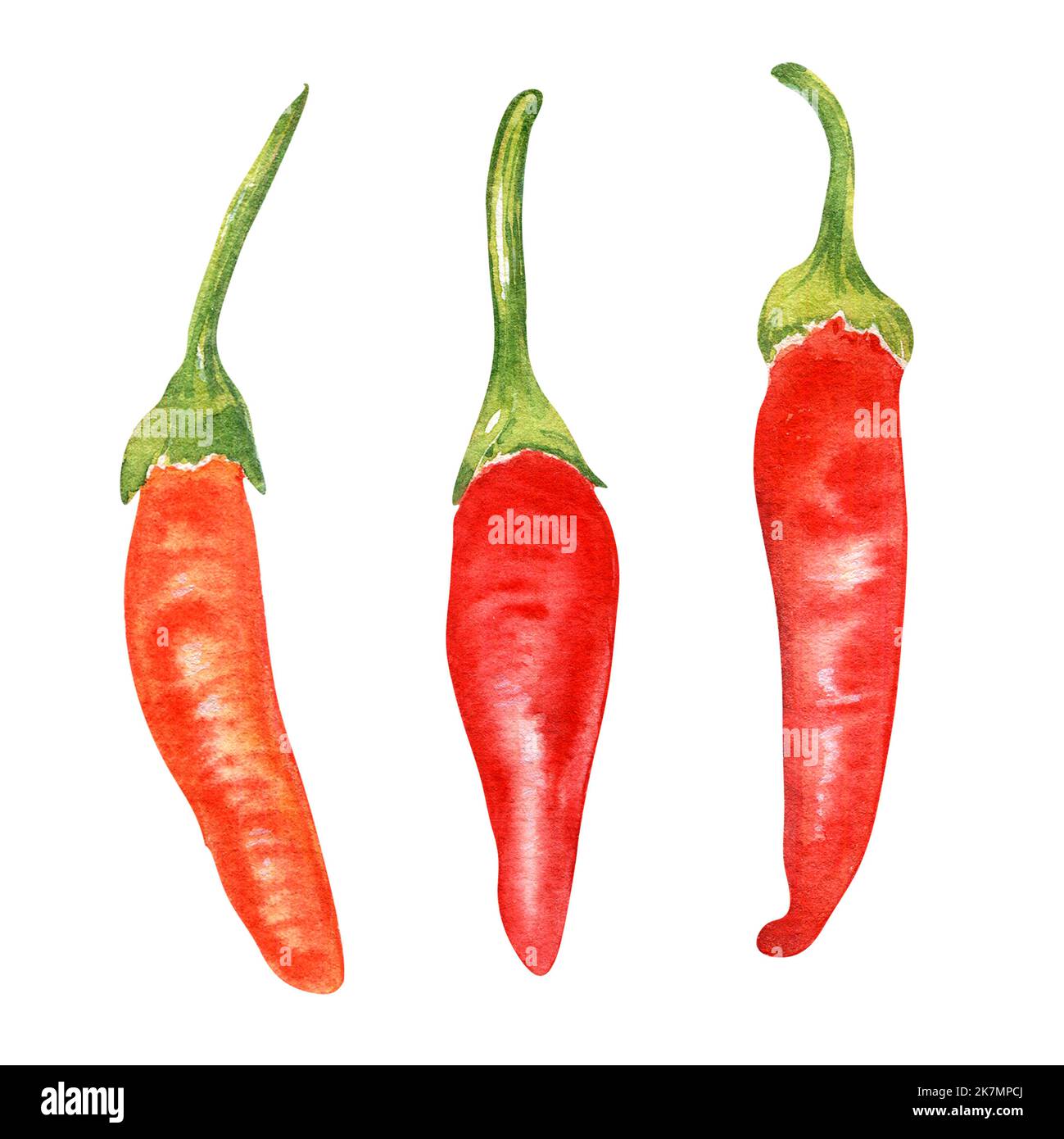 Red tabasco hot pepper watercolor illustration isolated on white ...