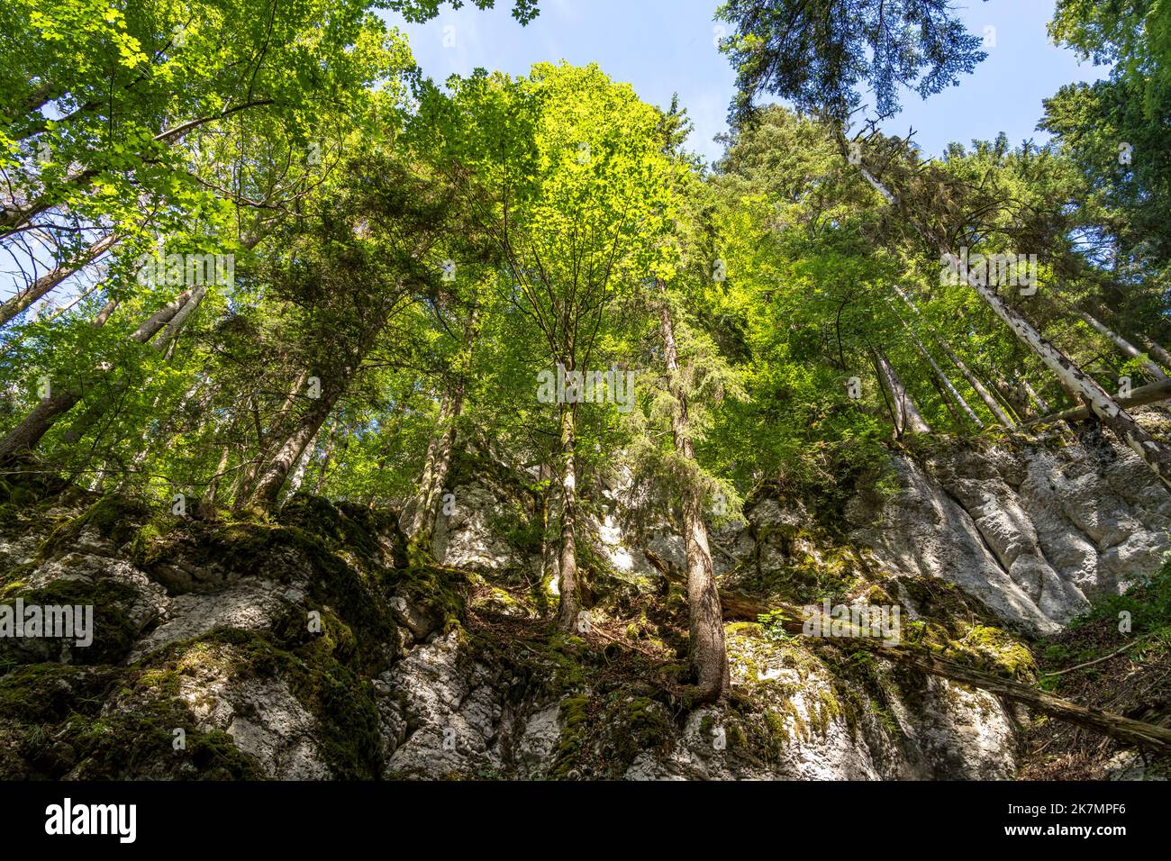 Der Wald am Wanderweg rund um den Stausee Lac des Moron zwischen der Schweiz und Frankreich, Europa |  The forest  at the hiking trail around Lac des Stock Photo