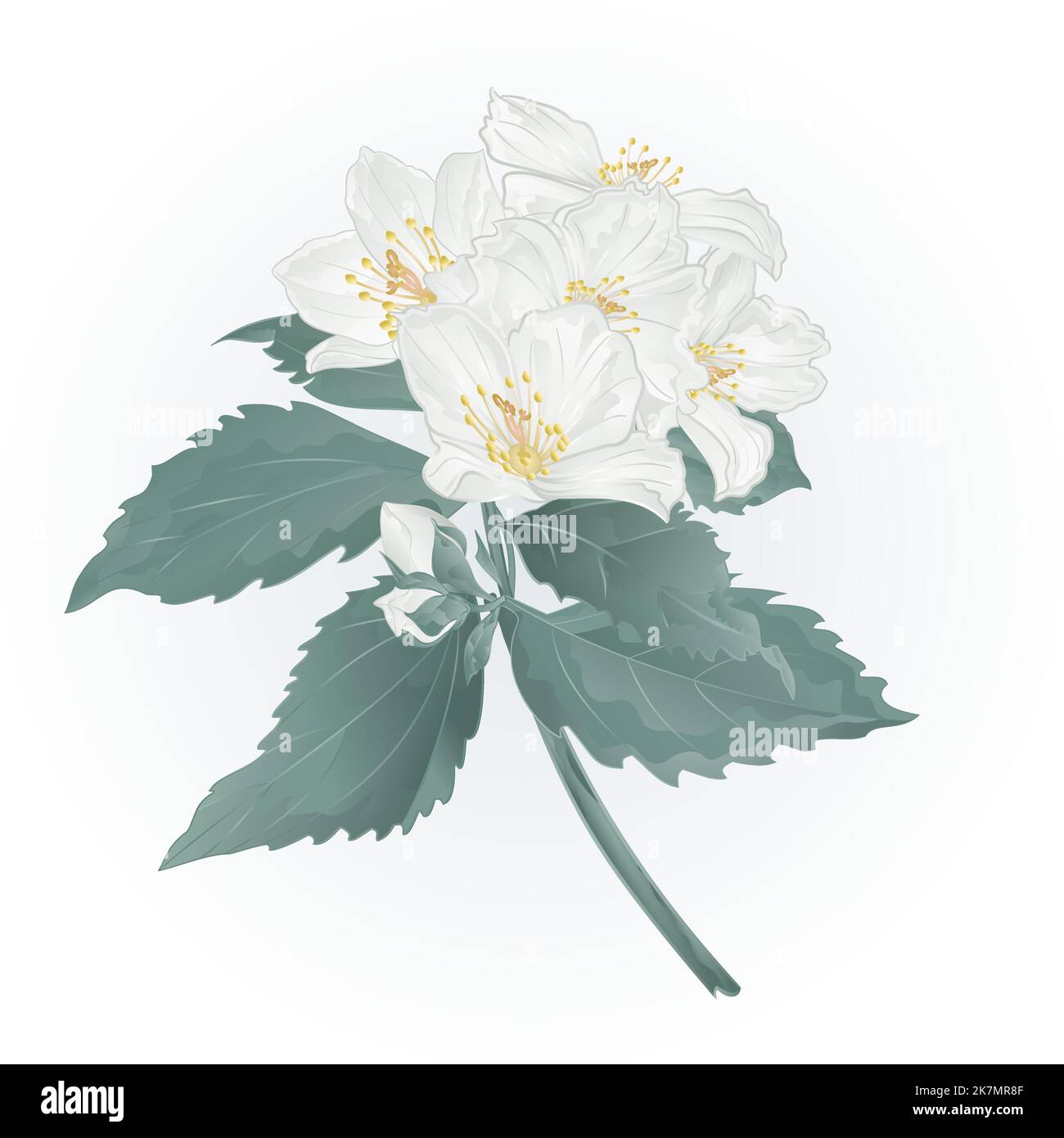 Twig spring flower jasmine and buds vector illustration Stock Vector