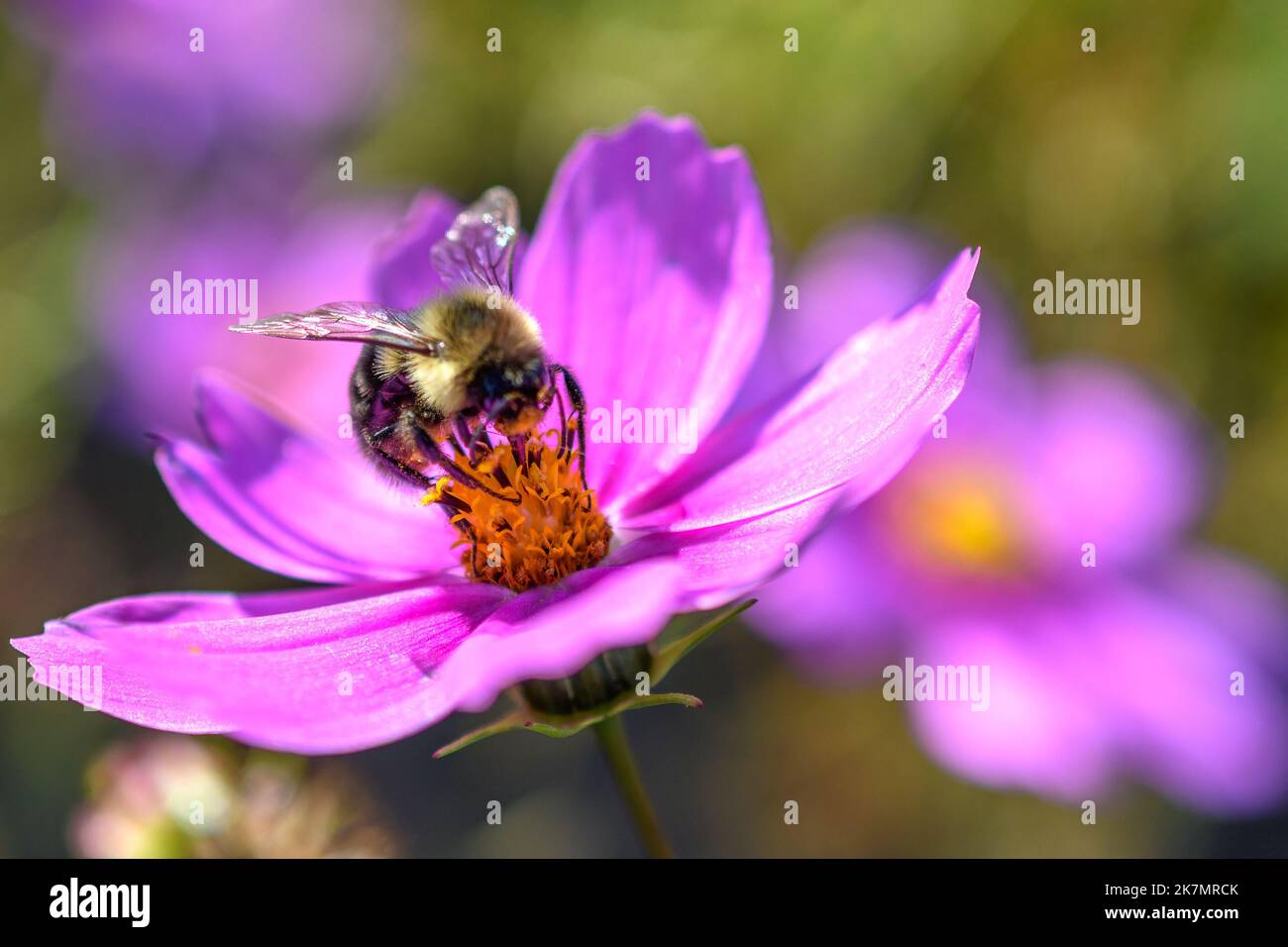 Honey bee pollinating cosmos hi-res stock photography and images - Alamy