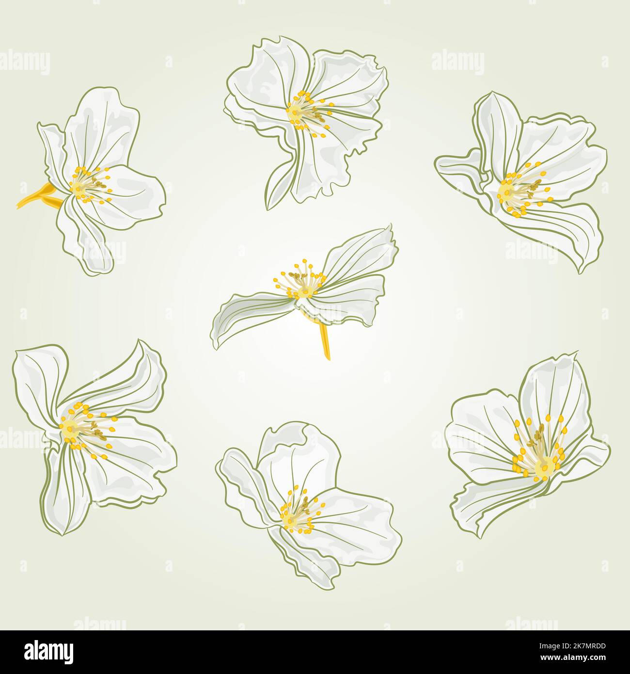 Jasmin illustration hi-res stock photography and images - Alamy, image size:1300x1390