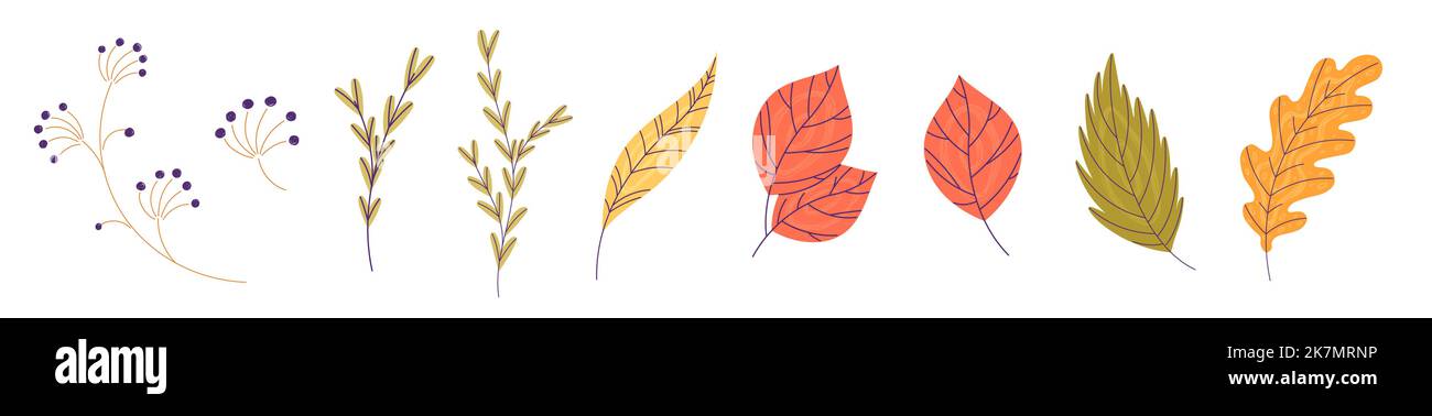 Set of different autumn leaves on white background Stock Vector Image ...