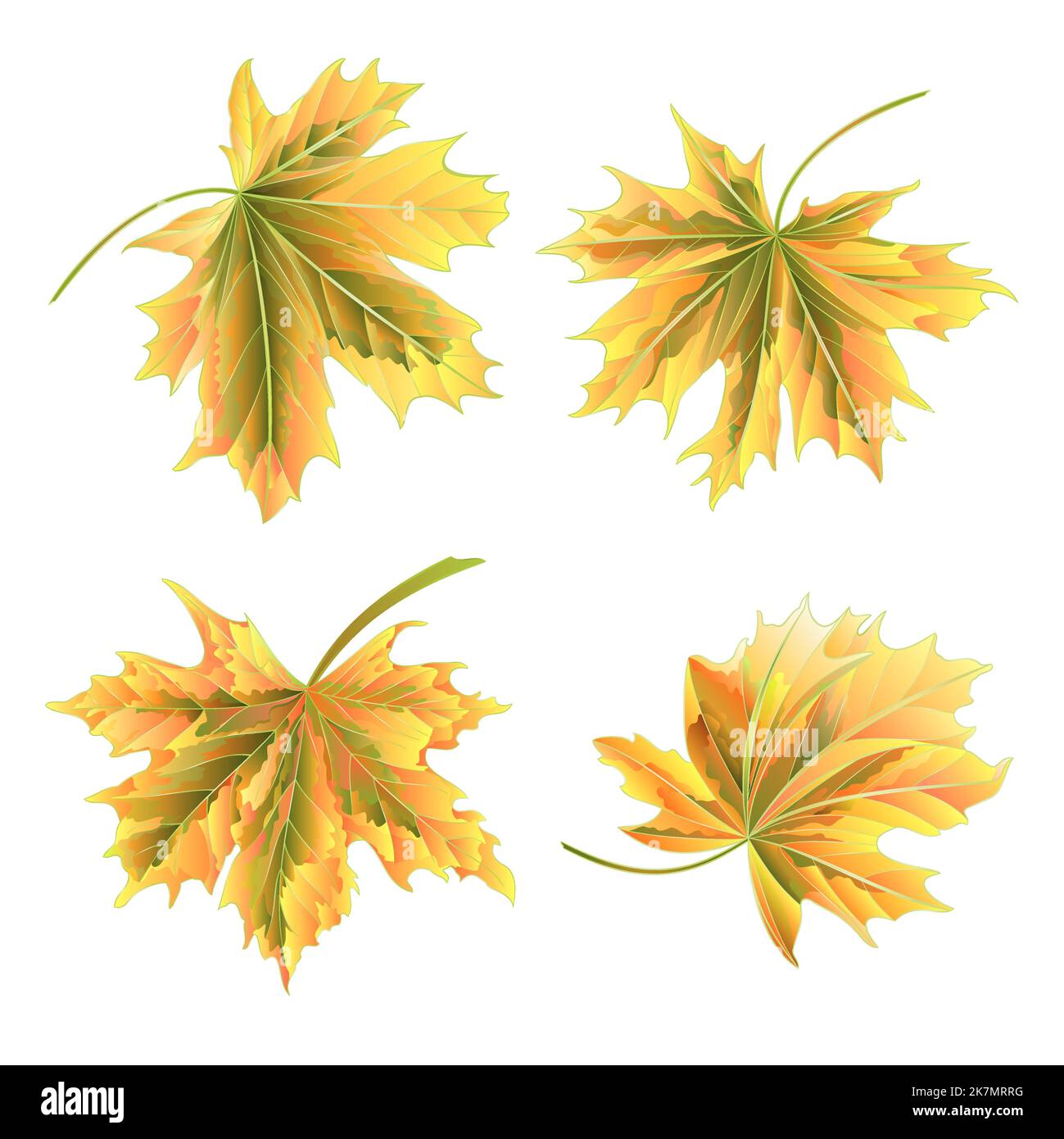 Autumn maple leaves on a white background vector illustration Stock ...