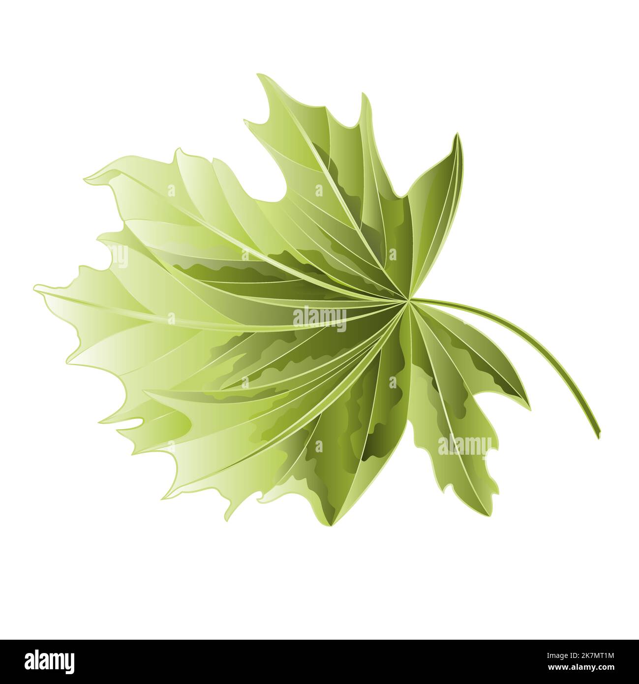 Maple tree leaf on a white background vector illustration Stock Vector