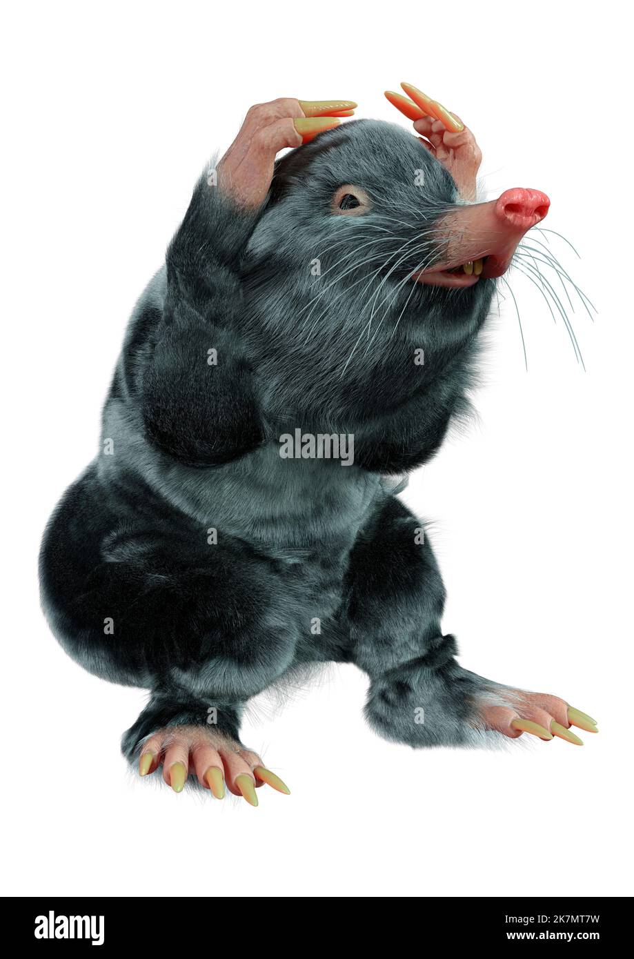 3D rendering of a mole animal isolated on white background Stock Photo