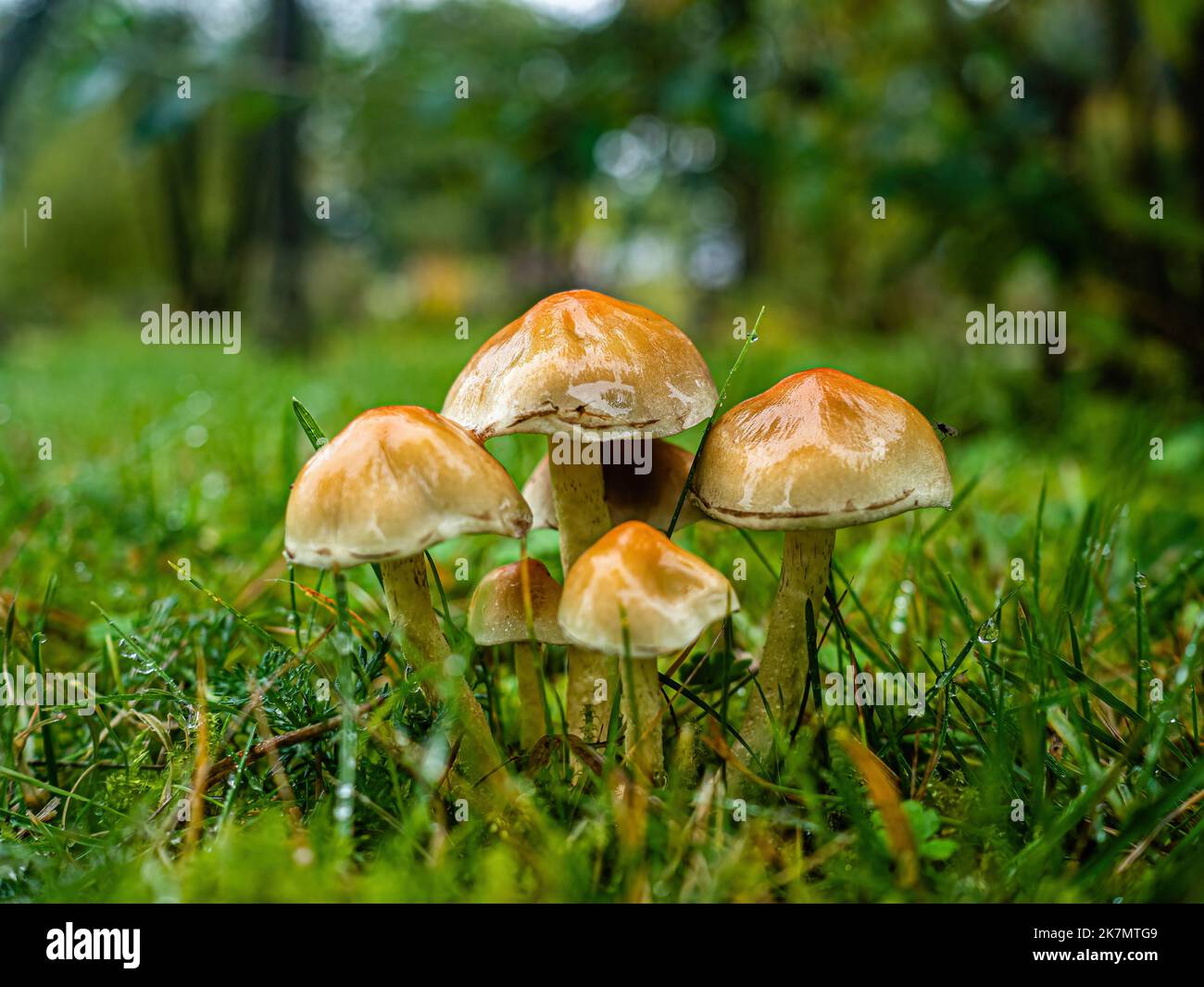 Nijmegen, Netherlands. 15th Oct, 2022. A view of a group of wet mushrooms because of the heavy rain. During the autumn season, the landscape in The Netherlands is flooded with green, ochre, golden and reddish colors surrounded by different species of mushrooms. There are around 5,250 species of mushrooms in the Netherlands. It's the perfect season to take pictures of nature and enjoy the marvelous sights. Many of these are under serious threat and some 200 species have become extinct in the Netherlands over recent decades. Credit: SOPA Images Limited/Alamy Live News Stock Photo