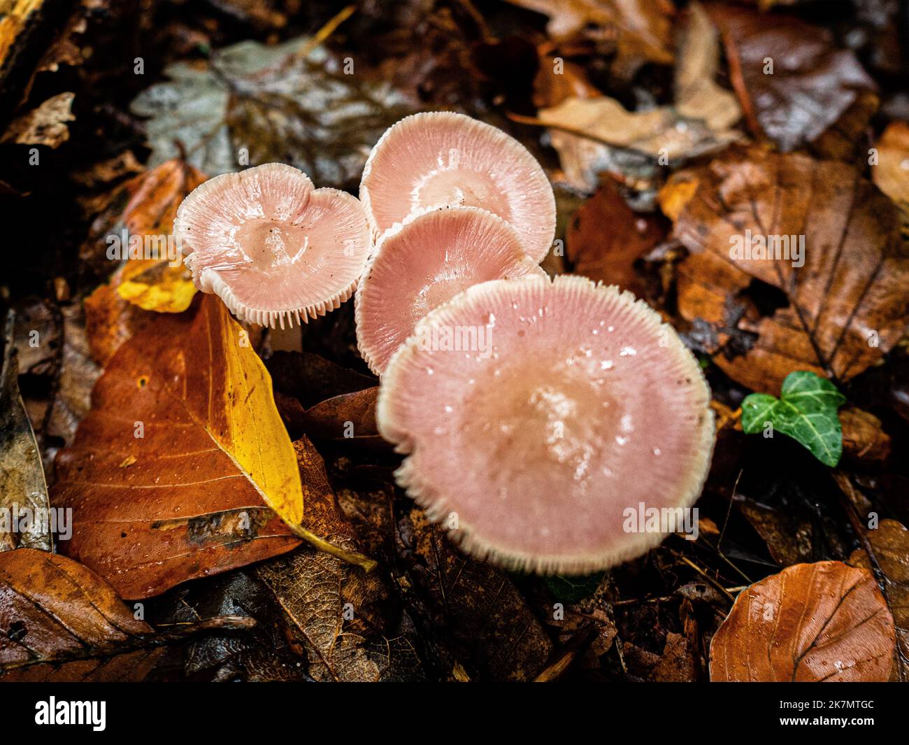 Nijmegen, Netherlands. 15th Oct, 2022. A group of beautiful pink mushrooms is seen growing on the ground over heavy rain. During the autumn season, the landscape in The Netherlands is flooded with green, ochre, golden and reddish colors surrounded by different species of mushrooms. There are around 5,250 species of mushrooms in the Netherlands. It's the perfect season to take pictures of nature and enjoy the marvelous sights. Many of these are under serious threat and some 200 species have become extinct in the Netherlands over recent decades. Credit: SOPA Images Limited/Alamy Live News Stock Photo