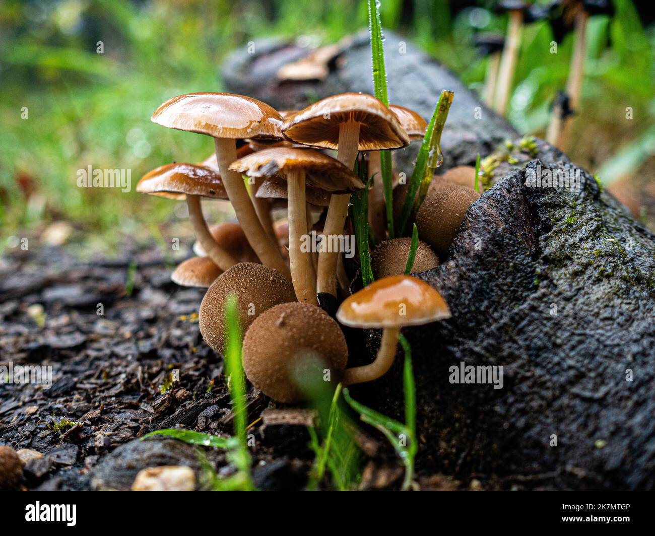 Nijmegen, Netherlands. 15th Oct, 2022. A group of different kinds of mushrooms is seen growing on a side of a cutting log. During the autumn season, the landscape in The Netherlands is flooded with green, ochre, golden and reddish colors surrounded by different species of mushrooms. There are around 5,250 species of mushrooms in the Netherlands. It's the perfect season to take pictures of nature and enjoy the marvelous sights. Many of these are under serious threat and some 200 species have become extinct in the Netherlands over recent decades. Credit: SOPA Images Limited/Alamy Live News Stock Photo