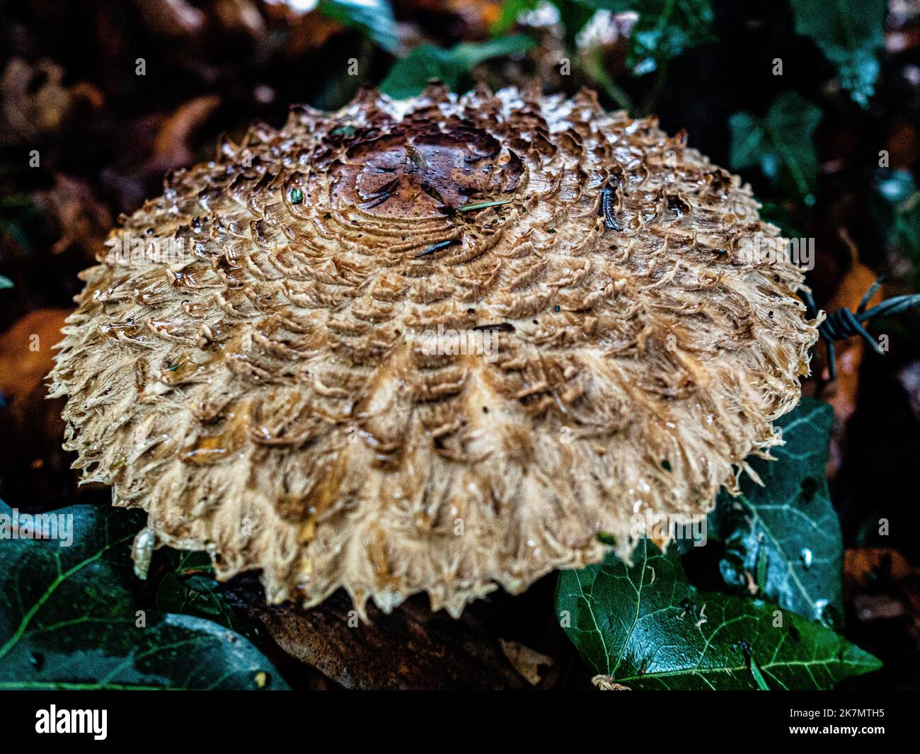 Nijmegen, Netherlands. 15th Oct, 2022. Two small brown mushrooms are seen  growing on the ground surrounded by dry leaves. During the autumn season,  the landscape in The Netherlands is flooded with green,