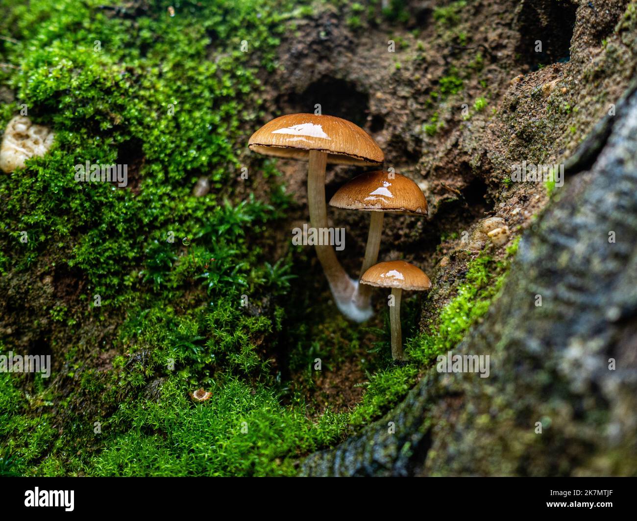 Nijmegen, Netherlands. 15th Oct, 2022. A group of 'Red-brown slender amanitas' is seen growing down on a tree. During the autumn season, the landscape in The Netherlands is flooded with green, ochre, golden and reddish colors surrounded by different species of mushrooms. There are around 5,250 species of mushrooms in the Netherlands. It's the perfect season to take pictures of nature and enjoy the marvelous sights. Many of these are under serious threat and some 200 species have become extinct in the Netherlands over recent decades. Credit: SOPA Images Limited/Alamy Live News Stock Photo