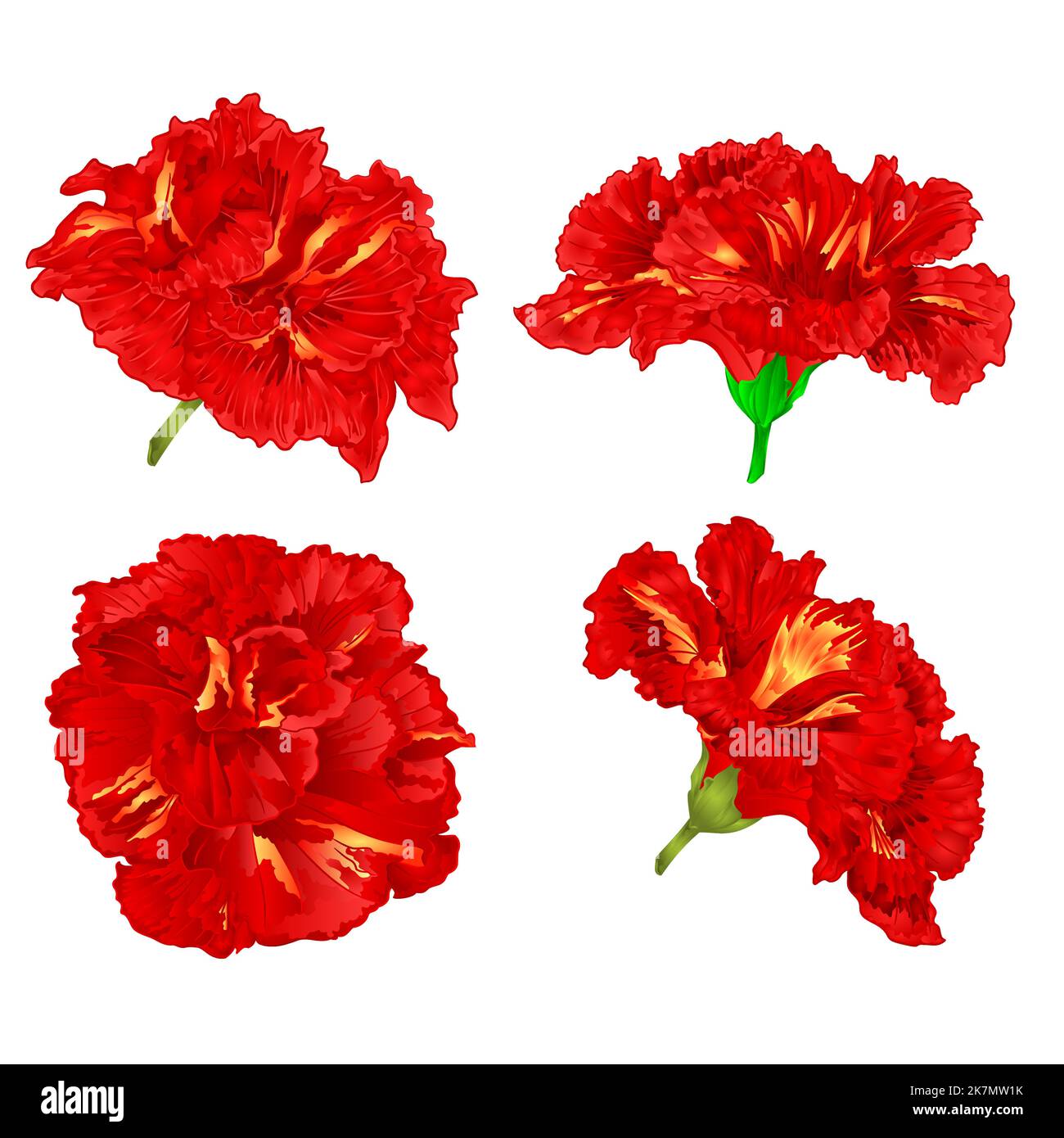 Red hibiscus vector Stock Vector Image & Art - Alamy