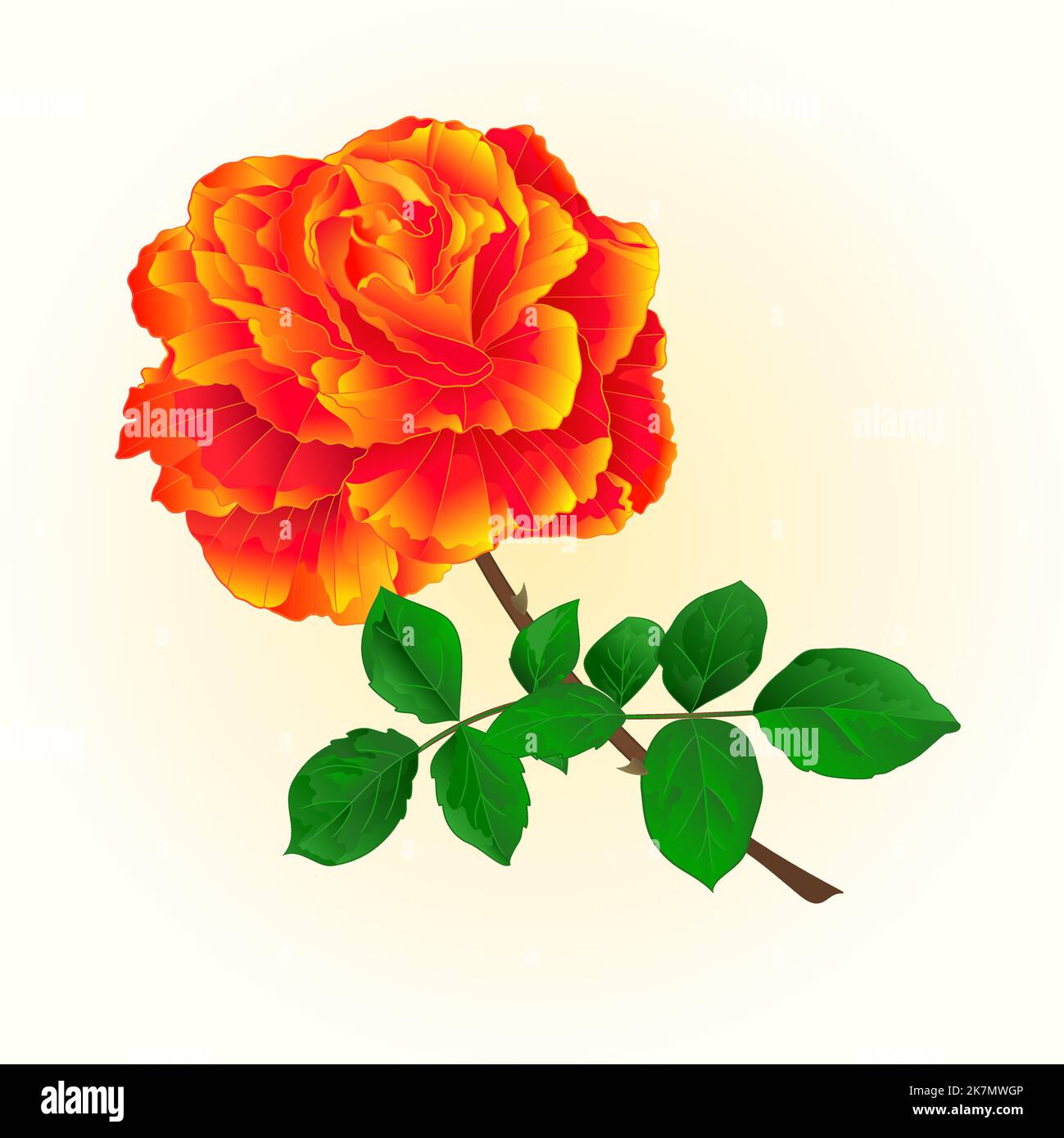 Rose orange isolated flower vintage on a white background vector ...