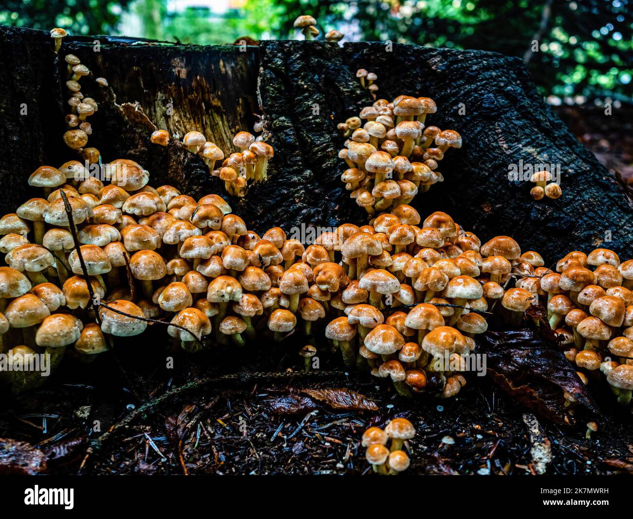 A group of 'Ordinary Sulfur Head' mushrooms is seen growing down on a cutting log. During the autumn season, the landscape in The Netherlands is flooded with green, ochre, golden and reddish colors surrounded by different species of mushrooms. There are around 5,250 species of mushrooms in the Netherlands. It's the perfect season to take pictures of nature and enjoy the marvelous sights. Many of these are under serious threat and some 200 species have become extinct in the Netherlands over recent decades. (Photo by Ana Fernandez/SOPA Images/Sipa USA) Stock Photo