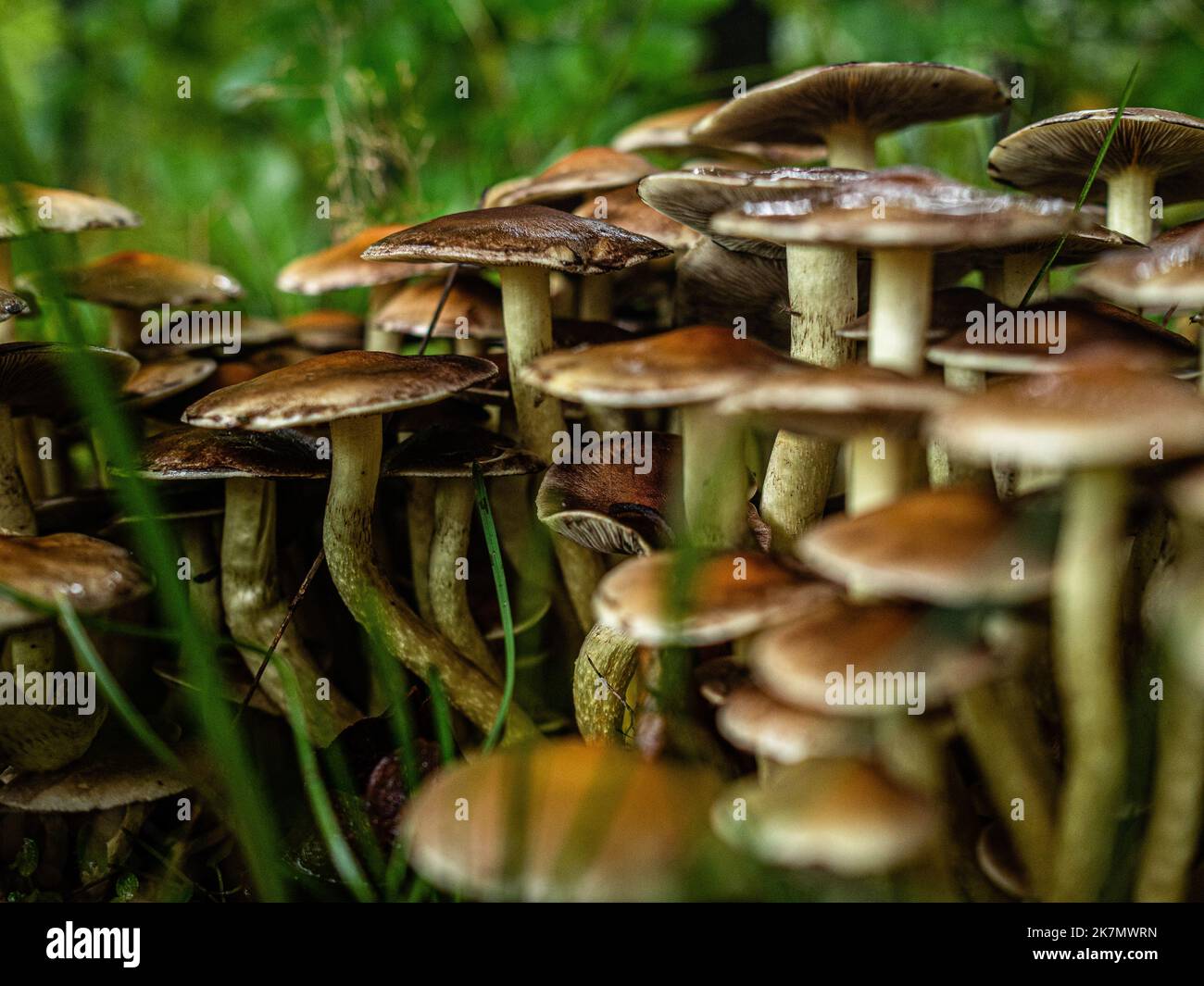 A huge group of 'Ordinary Sulfur Head' mushrooms is seen growing between the grass, on the ground. During the autumn season, the landscape in The Netherlands is flooded with green, ochre, golden and reddish colors surrounded by different species of mushrooms. There are around 5,250 species of mushrooms in the Netherlands. It's the perfect season to take pictures of nature and enjoy the marvelous sights. Many of these are under serious threat and some 200 species have become extinct in the Netherlands over recent decades. (Photo by Ana Fernandez/SOPA Images/Sipa USA) Stock Photo