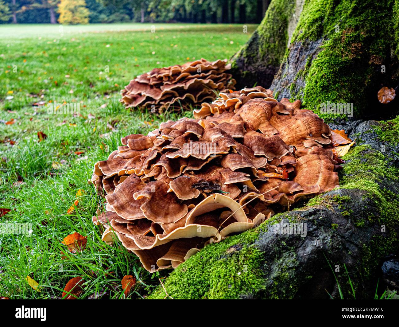 A group of 'Sulfur fungus' mushrooms is seen growing down on a cutting log. During the autumn season, the landscape in The Netherlands is flooded with green, ochre, golden and reddish colors surrounded by different species of mushrooms. There are around 5,250 species of mushrooms in the Netherlands. It's the perfect season to take pictures of nature and enjoy the marvelous sights. Many of these are under serious threat and some 200 species have become extinct in the Netherlands over recent decades. (Photo by Ana Fernandez/SOPA Images/Sipa USA) Stock Photo