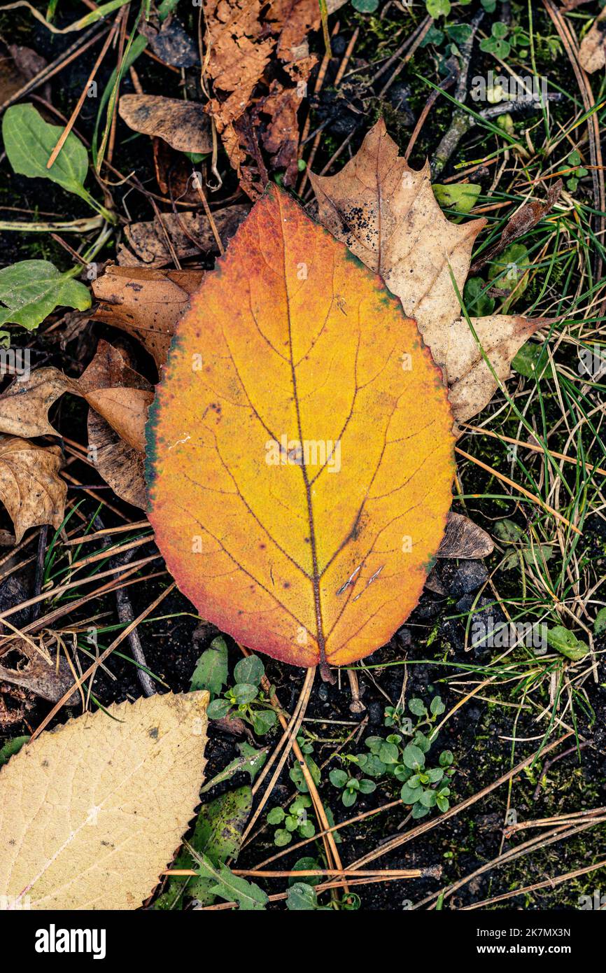 A vertical closeup of a yellow fall leaf on the ground Stock Photo - Alamy