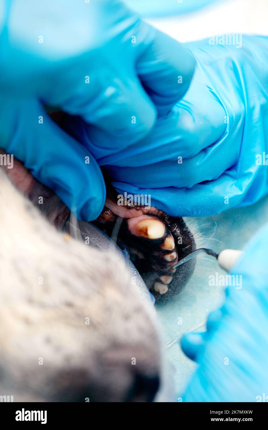 Veterinary dentistry. Dentist surgeon veterinarian treats and removes