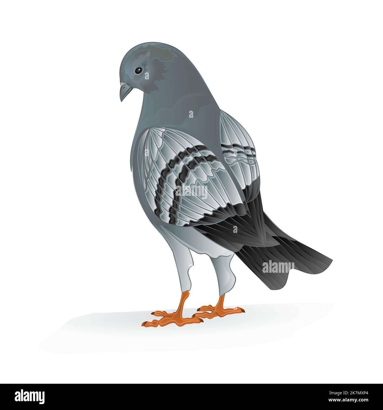 Bird Carrier pigeon domestic sports bird vector illustration Stock