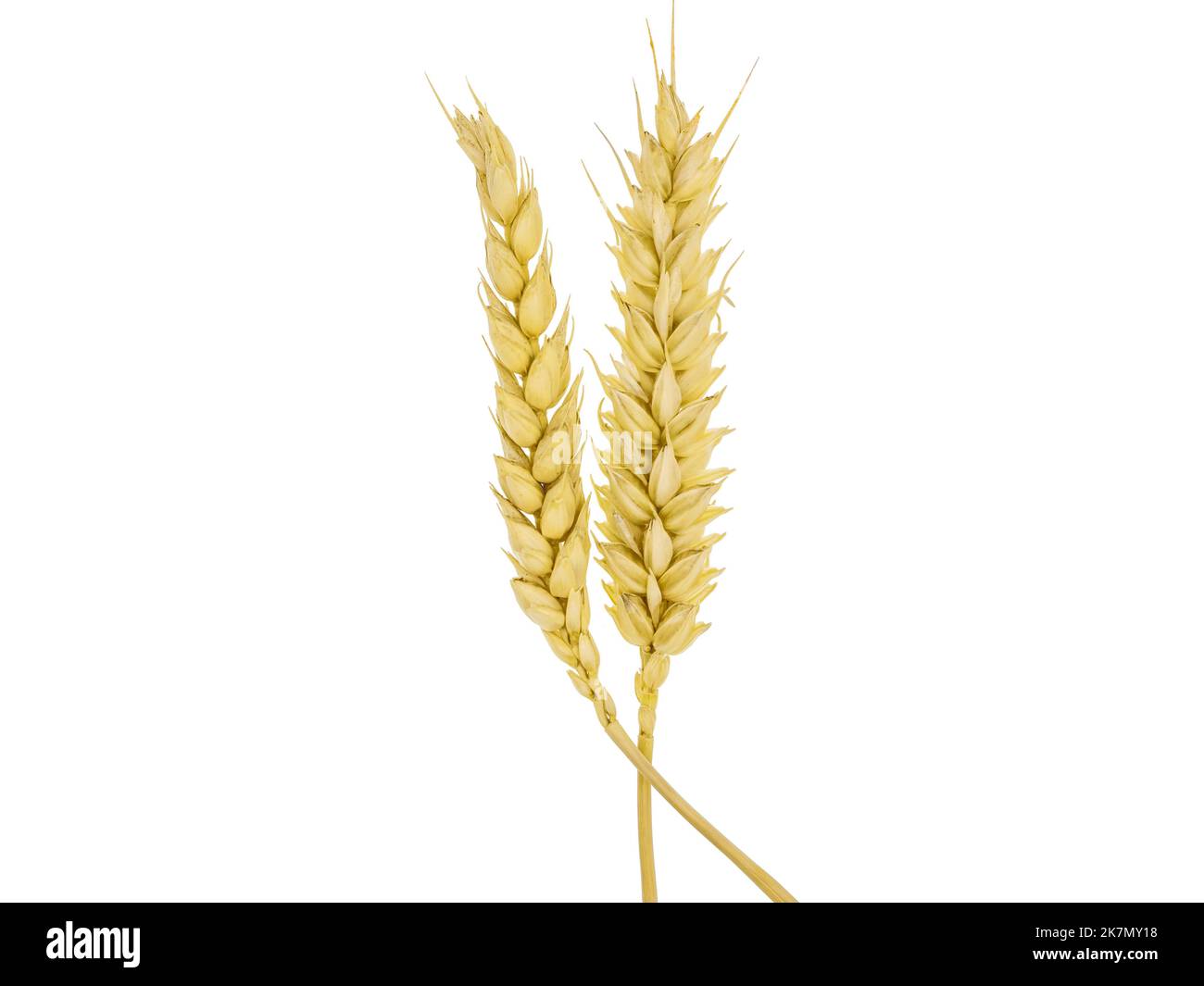 Wheat grain isolated on white background Stock Photo - Alamy