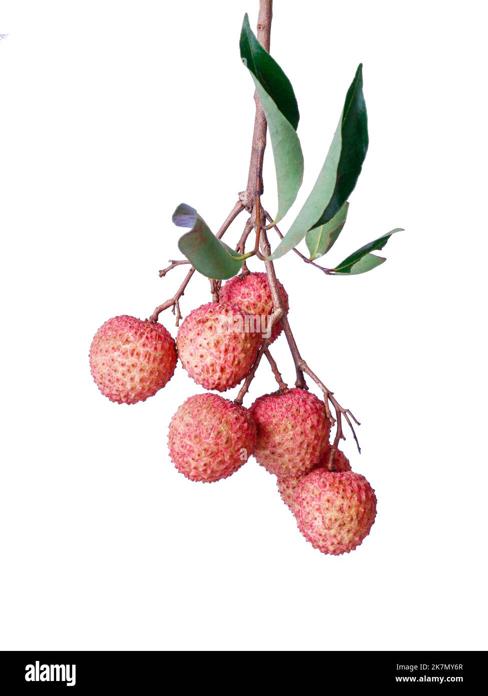 A vertical closeup of red China 3 lychee on tree braches with white ...