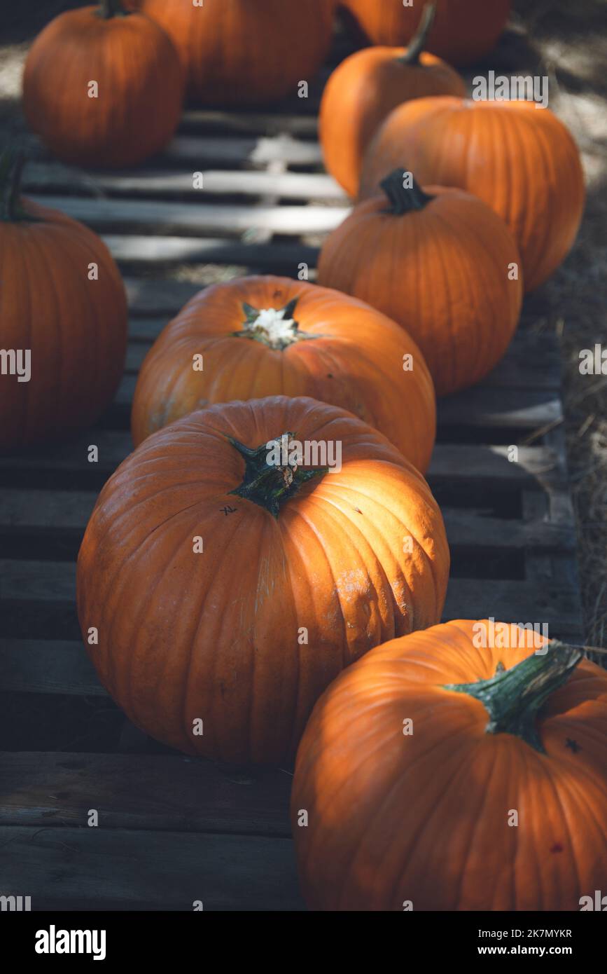 A vertical shot of pumpkins under the sunlight during harvest Stock ...