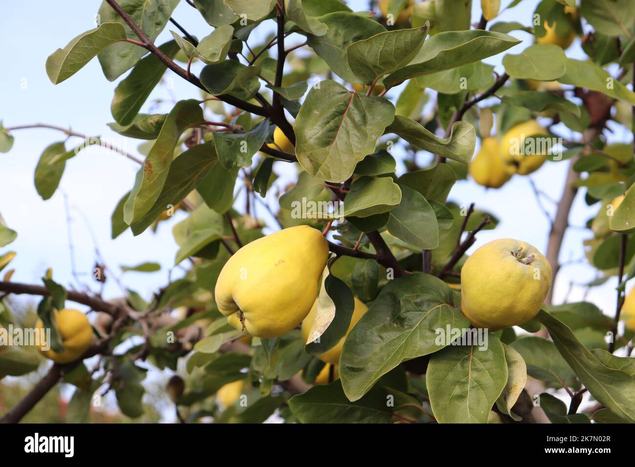 Quitten an einem Quittenbaum erntereif im Oktober gelbe große Frucht optisch eine Mischung aus Apfel und Birne Stock Photo