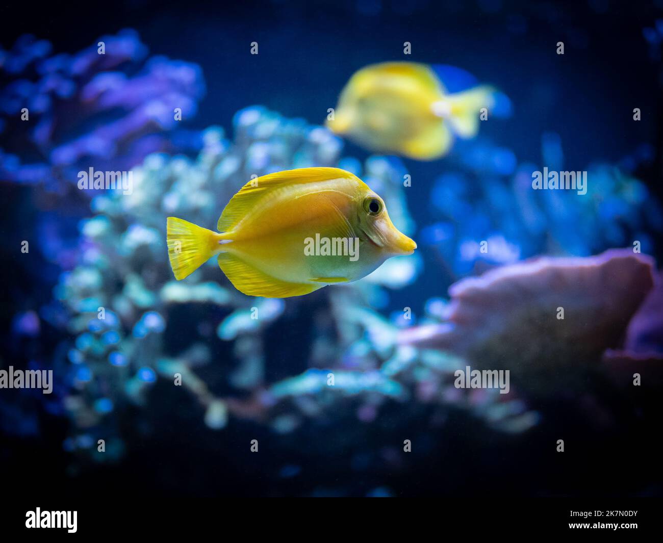 Selective Focus Of Yellow Tang Zebrasoma Flavescens In A Reef Tank selective-focus-of-yellow-tang-zebrasoma-flavescens-in-a-reef-tank