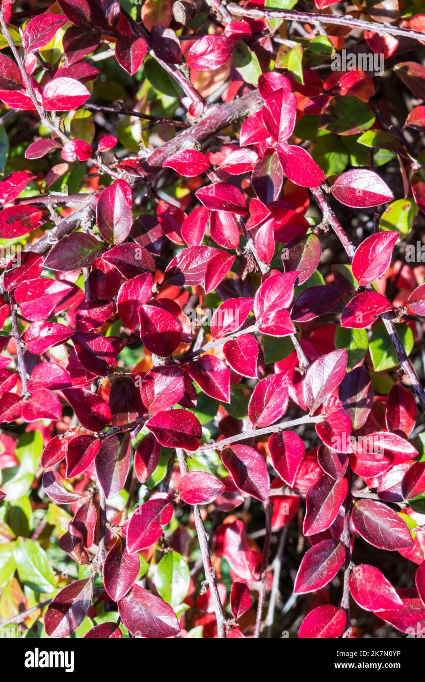 Red cotoneaster leaves in autumn. Stock Photo