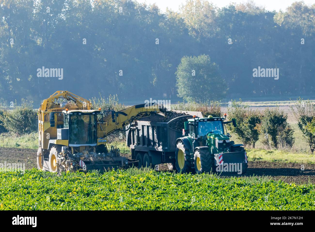 Harvesting sugar beet using a Ropa Panther 2 sugar beet harvester & tractor-drawn trailer. Stock Photo