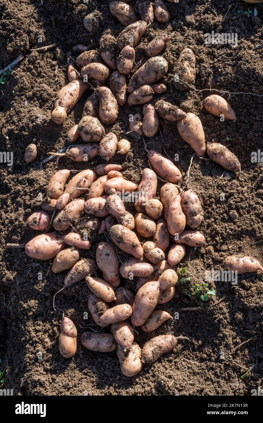 A pile of freshly dug up pink fir apple potatoes, Solanum tuberosum.  Left in the sun to set or harden the skin - curing. Stock Photo