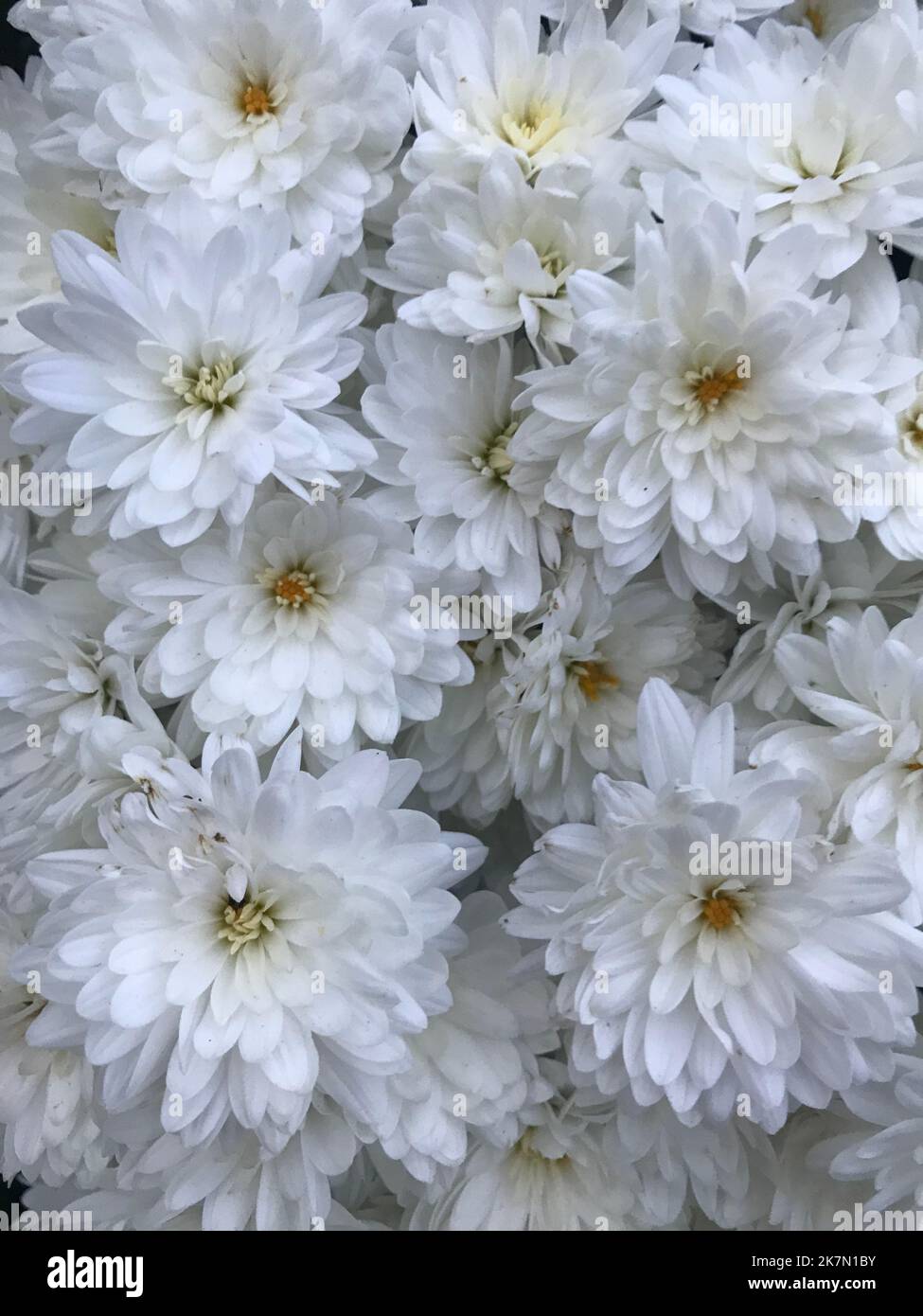 A vertical shot of hybrid of Chrysanthemum and grandiflorum flowers Stock Photo